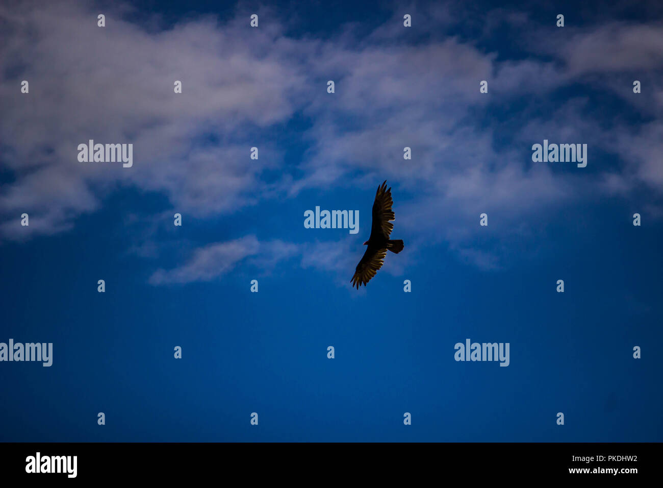 Hawk flying in a blue sky Stock Photo