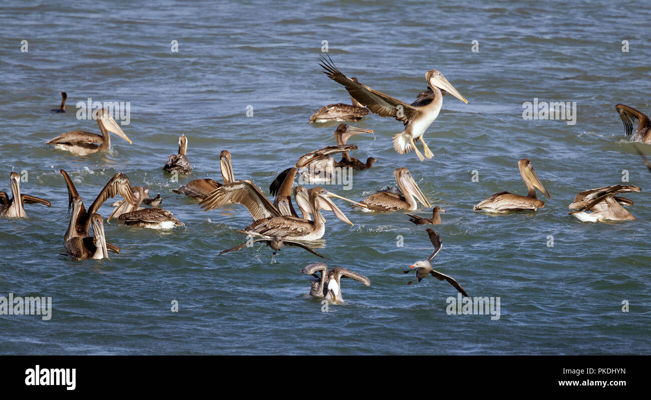 Brown Pelicans and Heermann's Gulls Feeding Frenzy Stock Photo