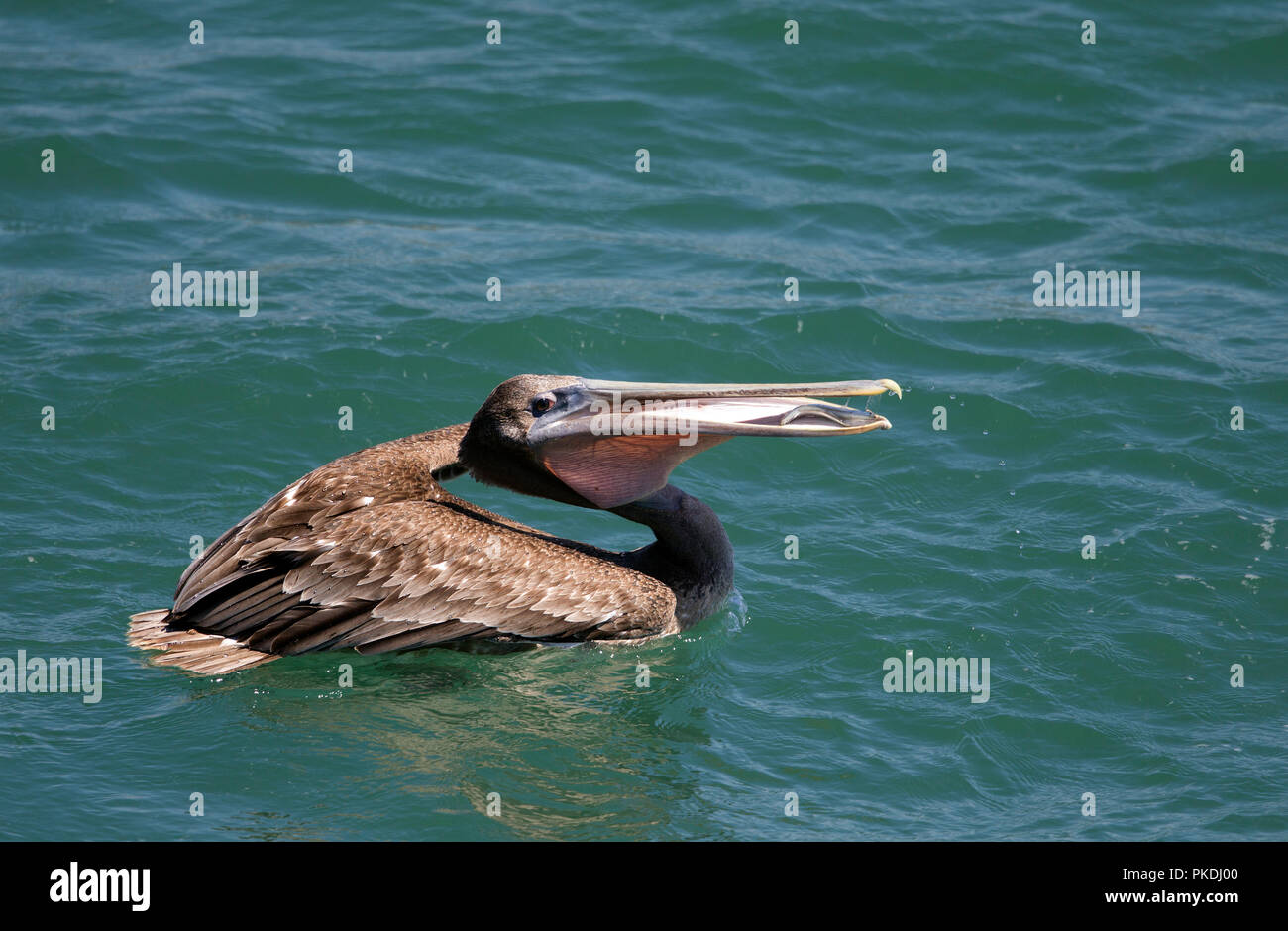 Brown Pelican with Fish in Pouch Open Mouth Stock Photo Alamy