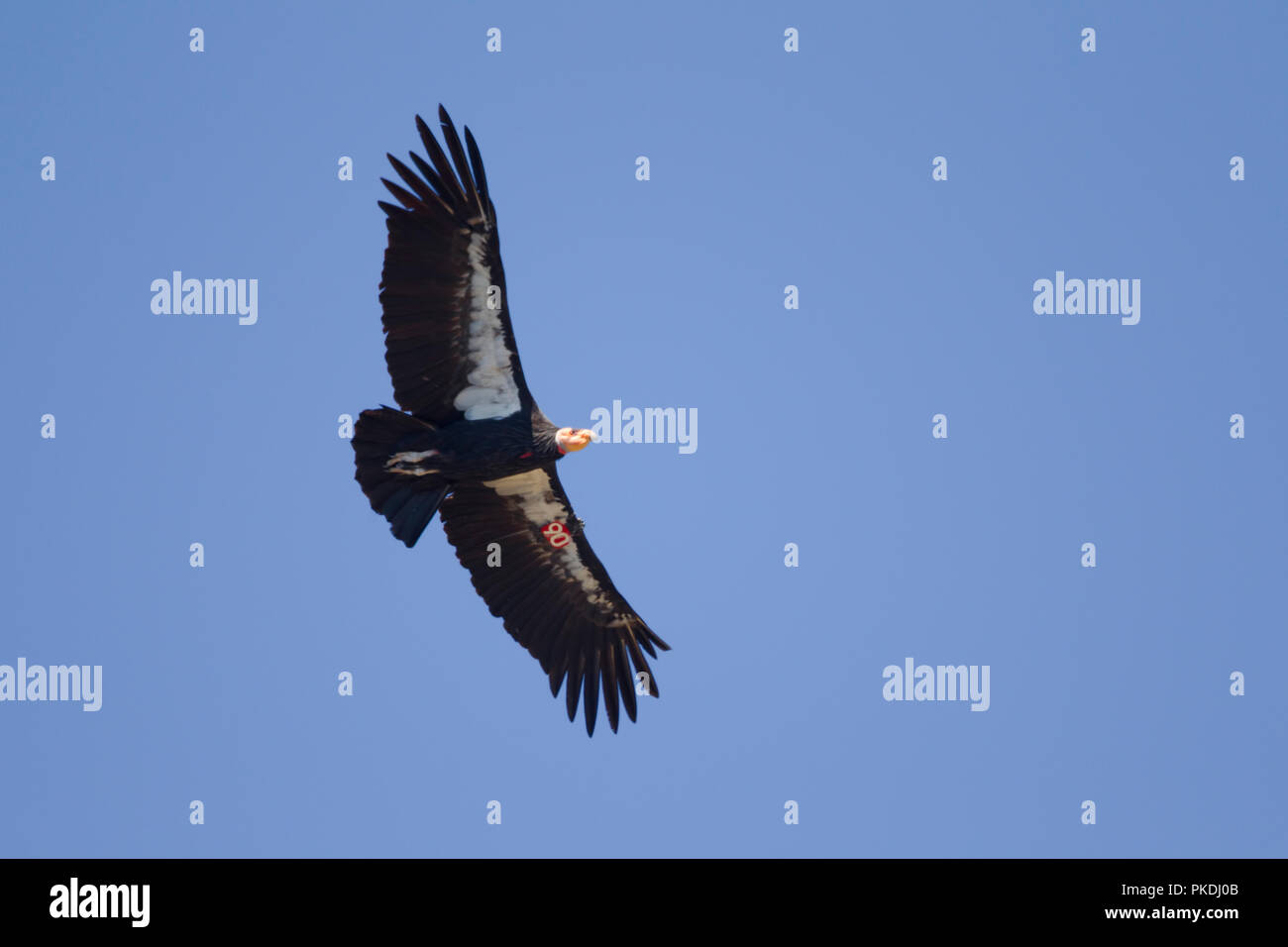 California Condor in Flight Stock Photo - Alamy