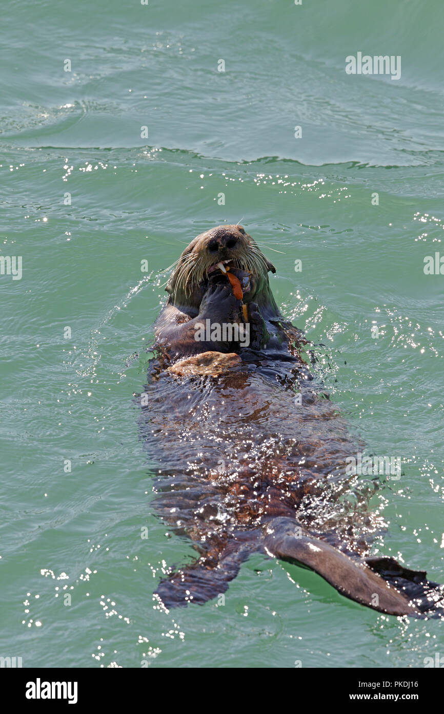 Sea Otter Eating a Mussel Stock Photo - Alamy
