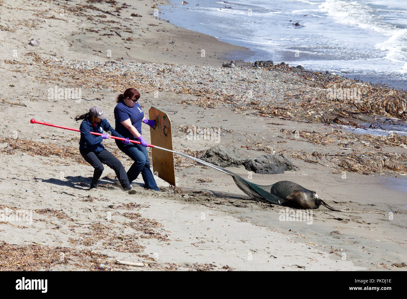 Two Women Rescuing a Sick Sea Lion Stock Photo