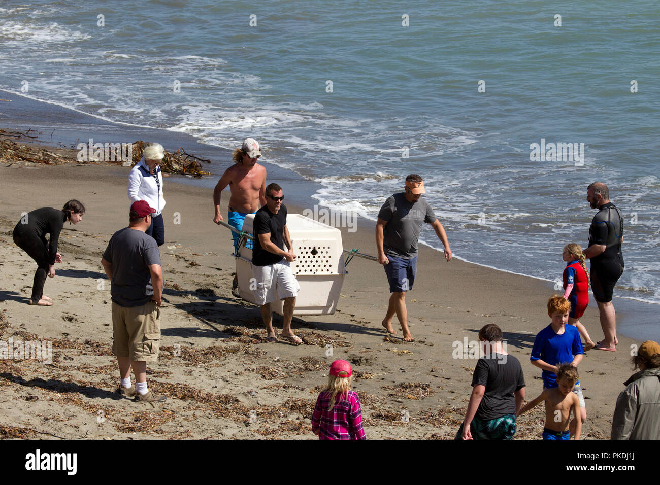 Rescued Sea Lion in Crate being carried from beach Stock Photo