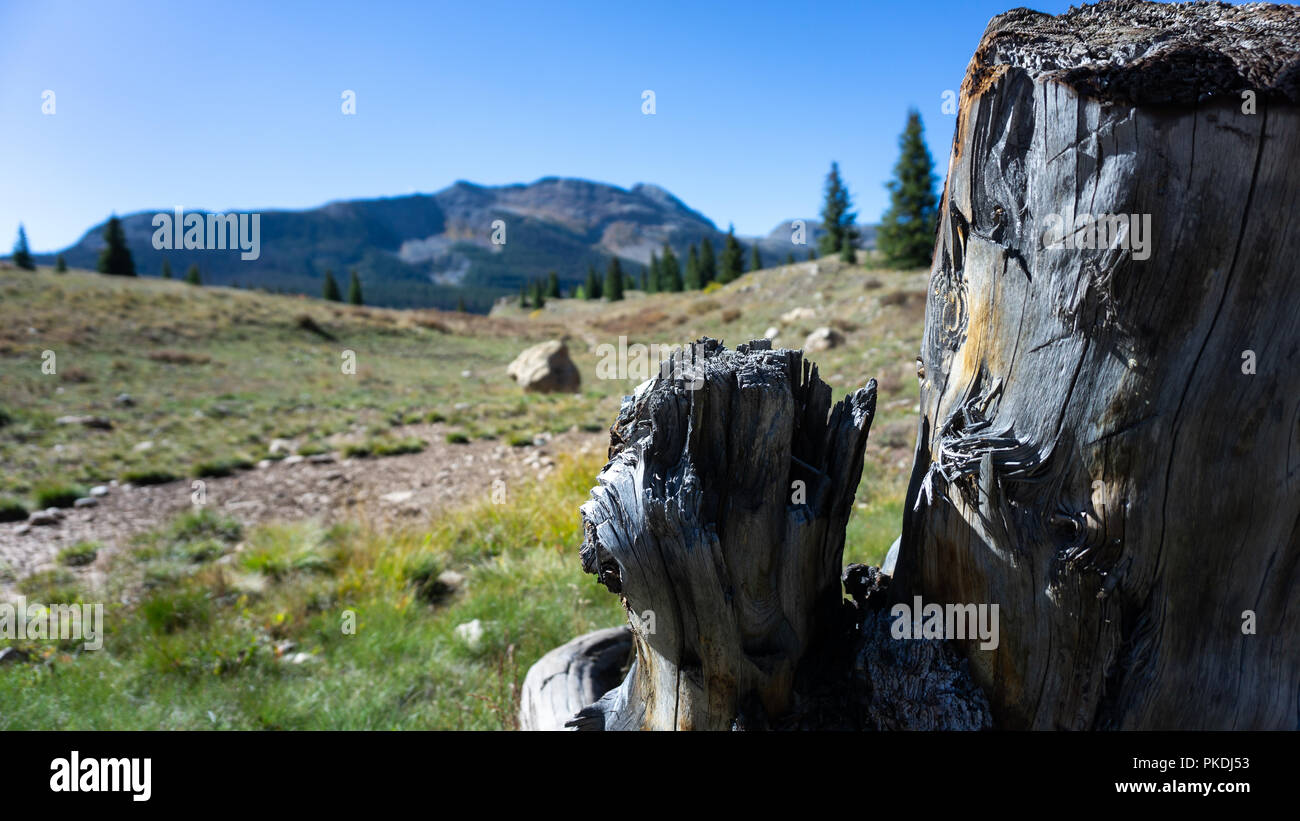 Wilderness tree hires stock photography and images Alamy