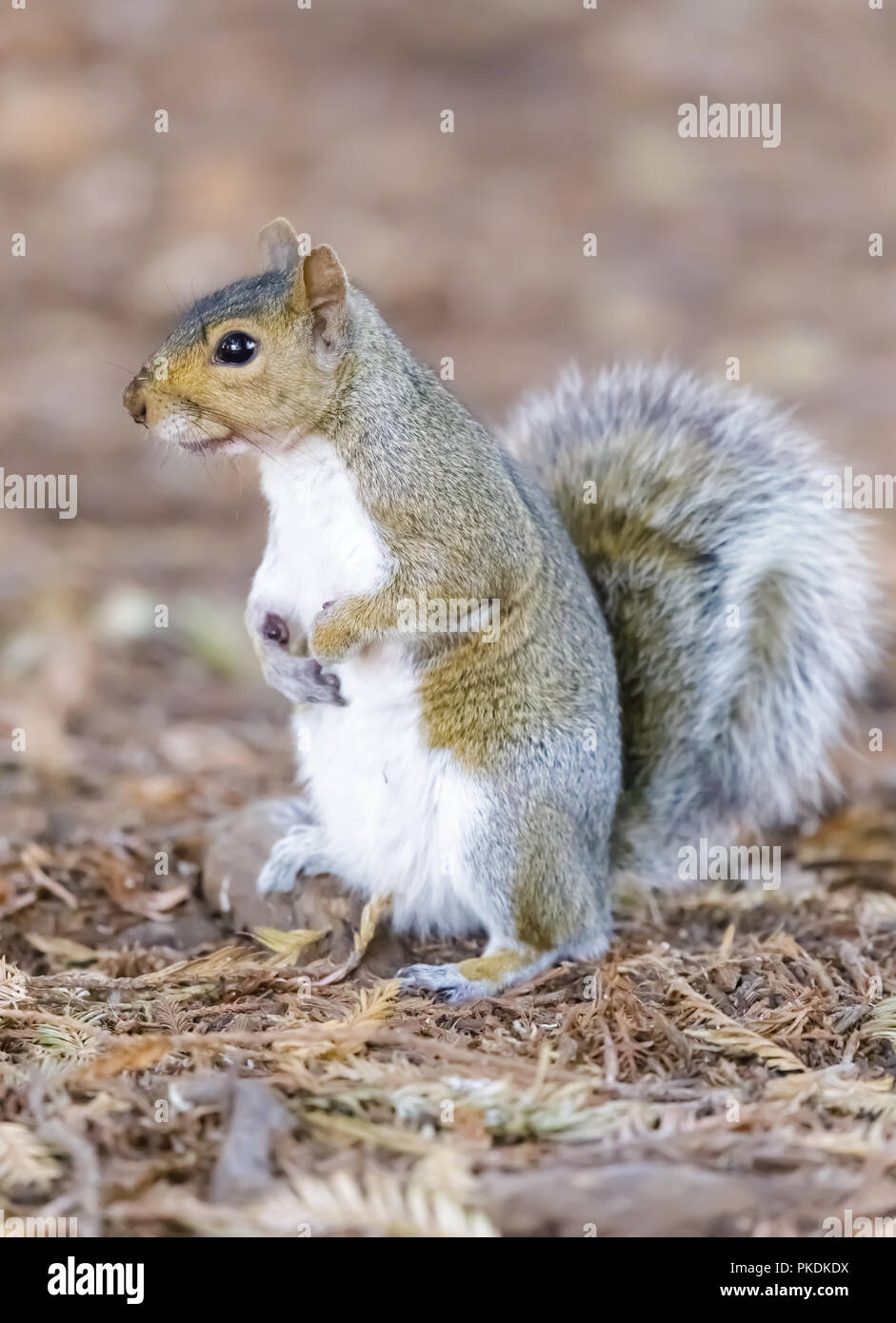 Eastern Grey Squirrel showing its white underside. Stock Photo