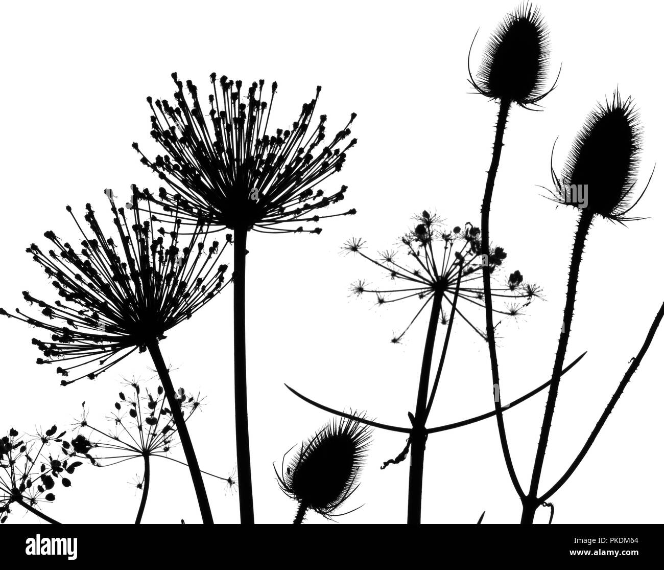 Teasel,hedge parsley and allium seedhead silhouettes Stock Photo