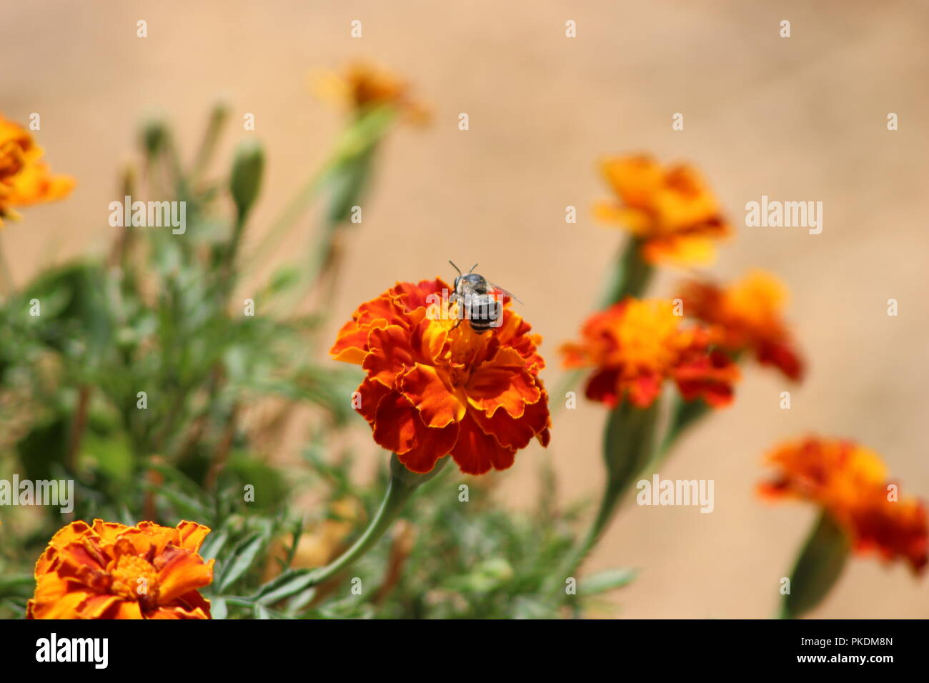 Beautifull bee hi-res stock photography and images - Alamy
