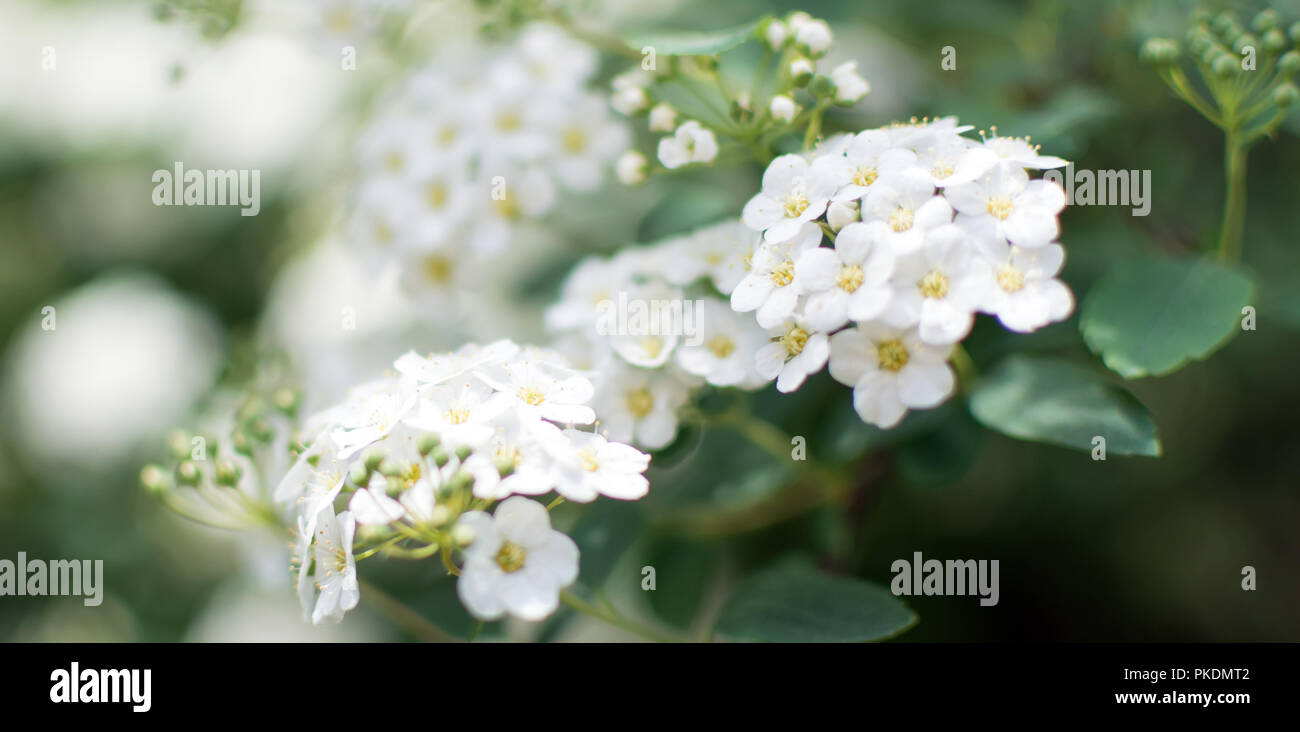 Spiraea nipponica 'Snowmound' flowers closeup. I is a flowering plant in the family Rosaceae, native to the island of Shikoku, Japan. The specific epi Stock Photo