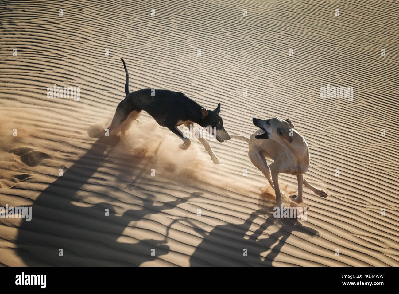 Two Sloughi dogs (Arabian greyhound) play in the sand dunes in the