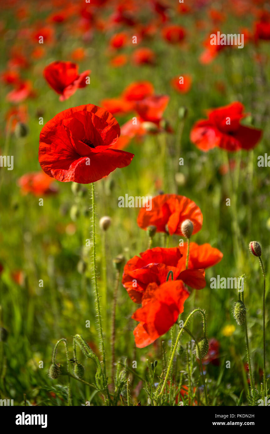Red Poppies, Polly Joke, West Pentire, Cornwall Stock Photo