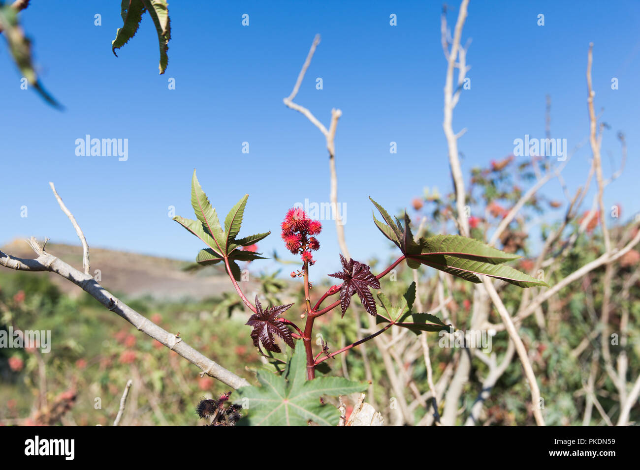 Bright Red Spiky Flowers on a Bright Sunny Day on Gozo Island Stock