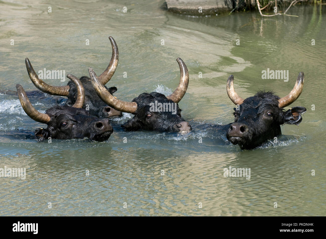 Taureau Camargue - 'Gaze' ou passage de l'eau - Bull of Camargue - Swimming Stock Photo