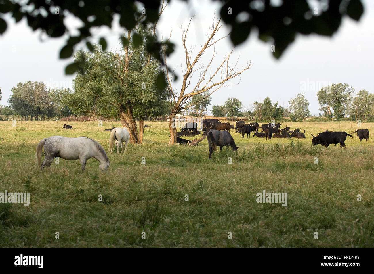 France - Taureaux Camargue avec chevaux - Toro - Bulls with horses Stock Photo