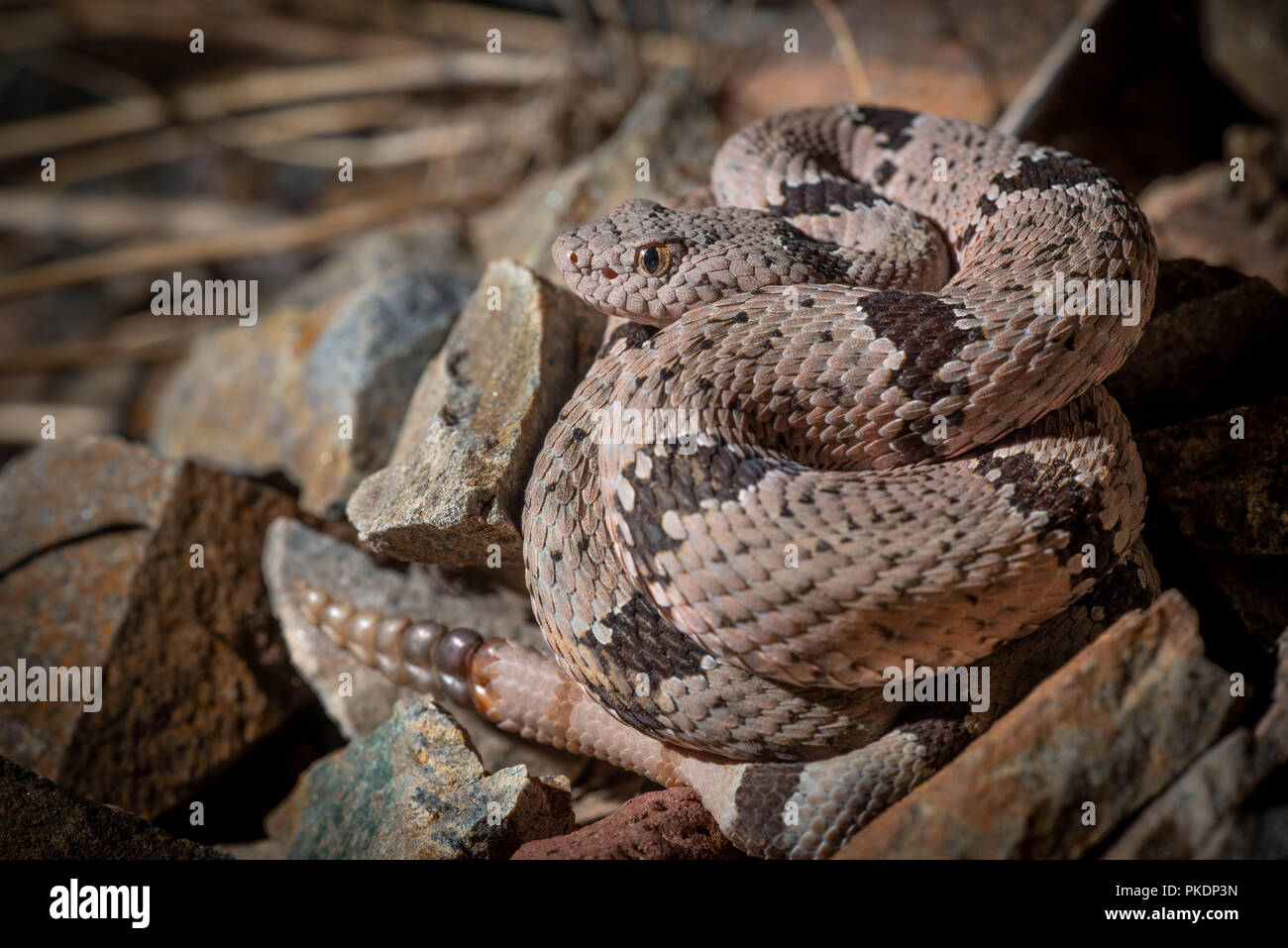 Female Banded Rock Rattlesnake, (Crotalus lepidus klauberi), Socorro co ...