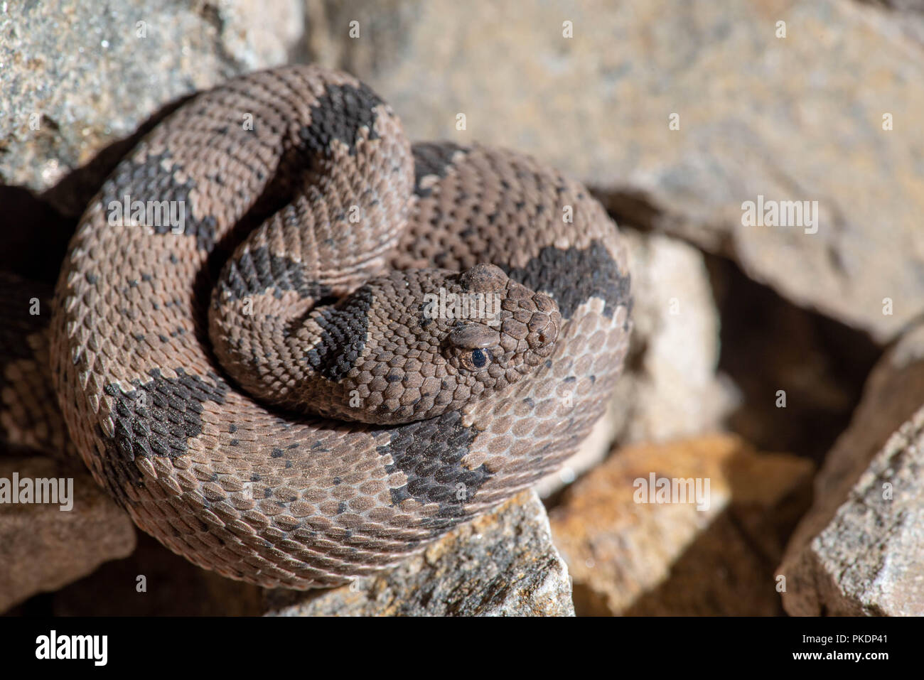 Banded rock rattlesnake crotalus lepidus hi-res stock photography and ...