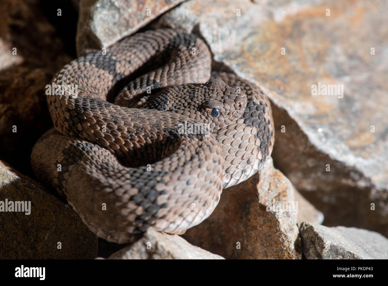 Banded rock rattlesnake crotalus lepidus hi-res stock photography and ...