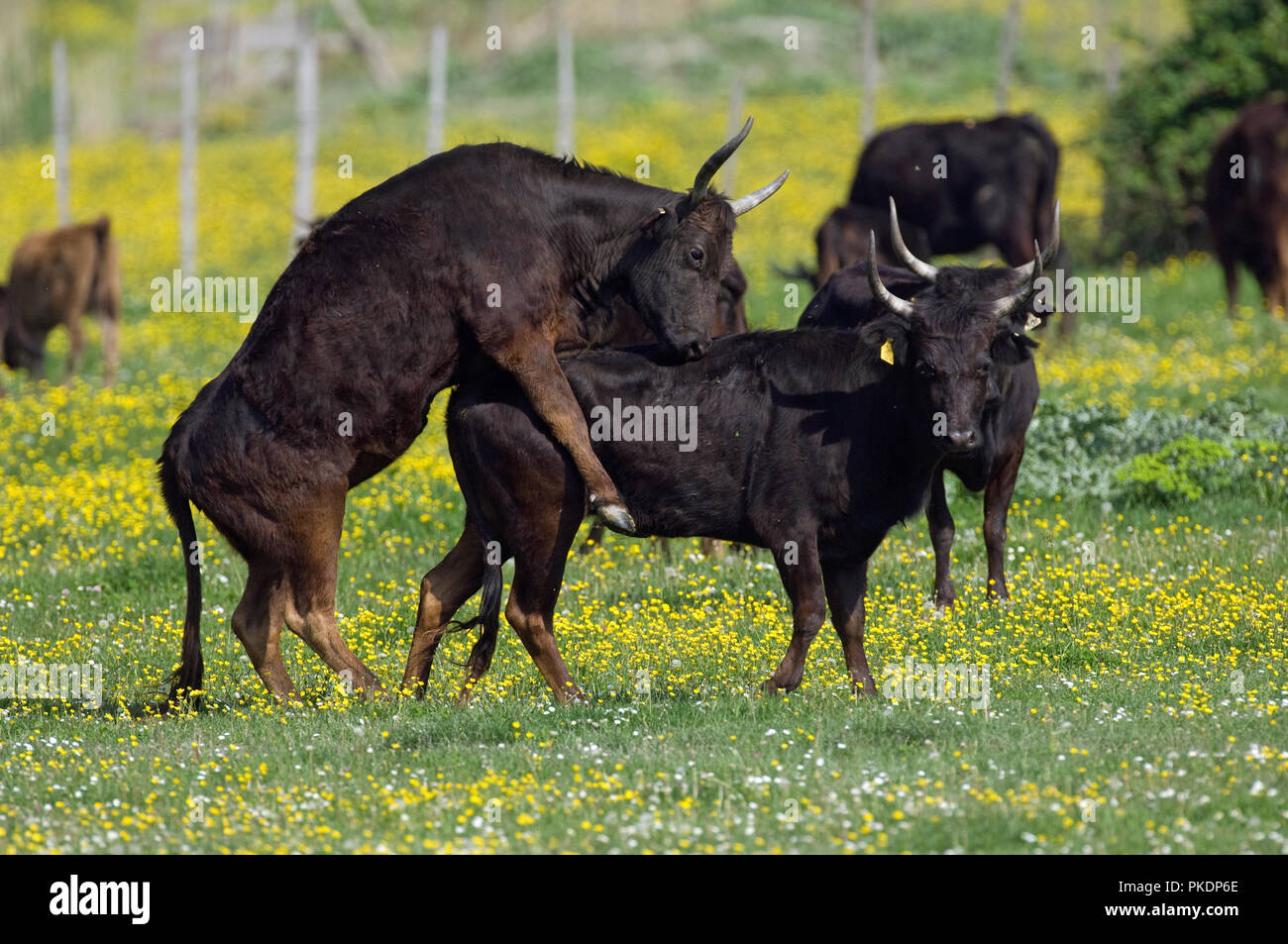 Vache Camarguaise - jeux - Cattle of Camargue - games - France Stock Photo