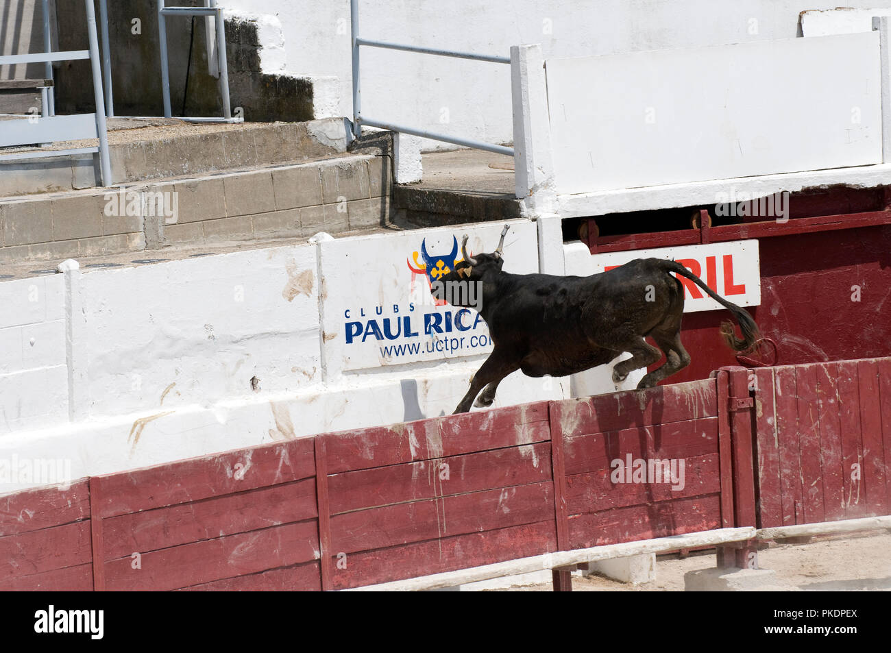 Vache camarguaise - Cattle of Camargue - France Stock Photo