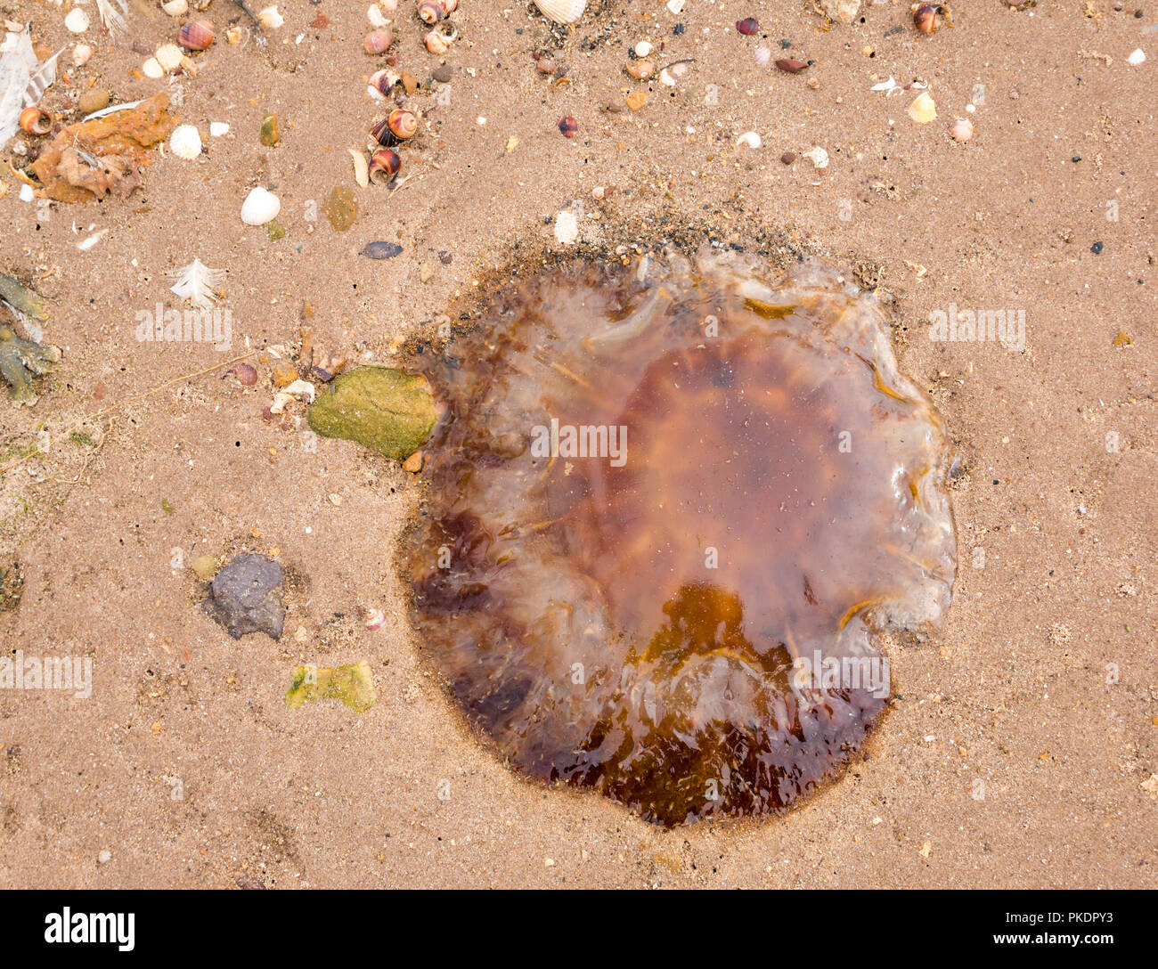 Close up of jelly fish stranded on sandy beach, Scotland, UK Stock Photo