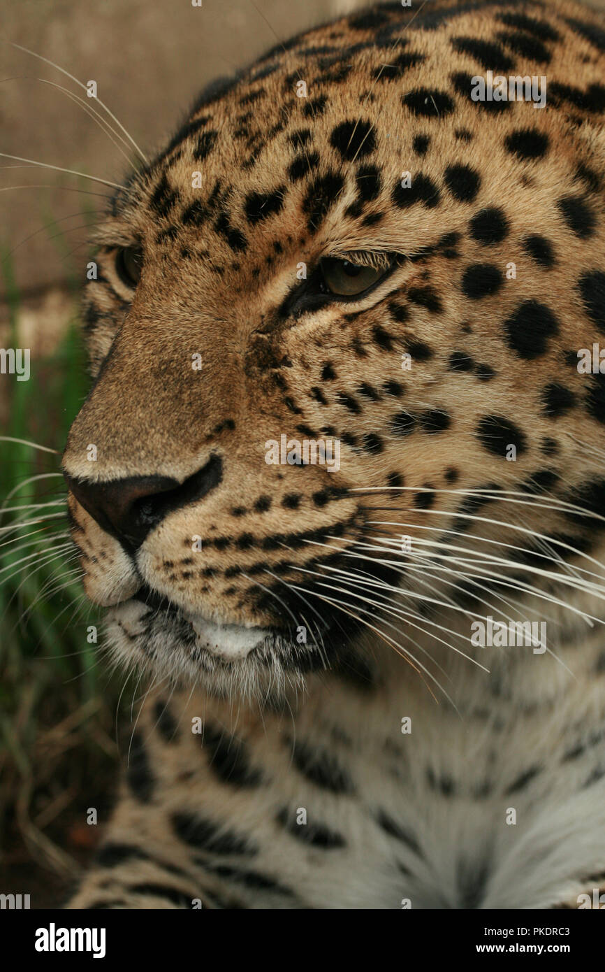 Captive Amur leopard Stock Photo - Alamy
