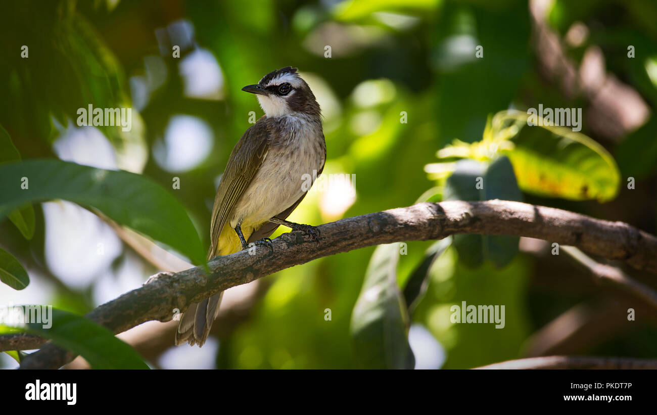 yellow-vented Bulbul Bird sit on perch in a tree on a sunny day in a ...