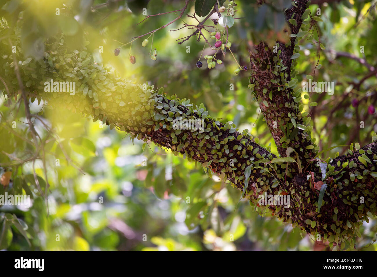 Java plum, Lomboy, Duhat Tree, syzygium cumini, tropical plant, exotic plant with duhat fruits Stock Photo