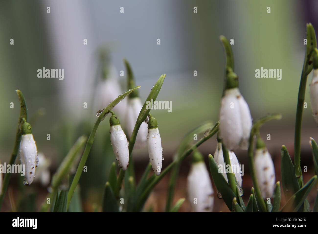 First snowdrop flowers in the Winter, pre-announcing the Spring Stock Photo