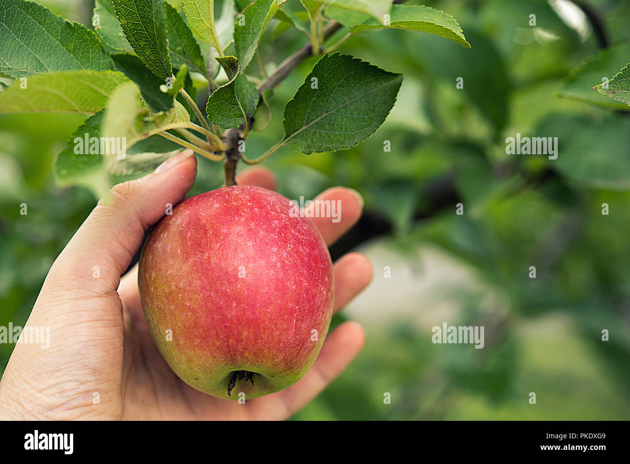 Woman's hand is holding ripe red side apple with leaves hanging on tree branch at orchard garden just before picking it. Autumn or summer harvest time Stock Photo