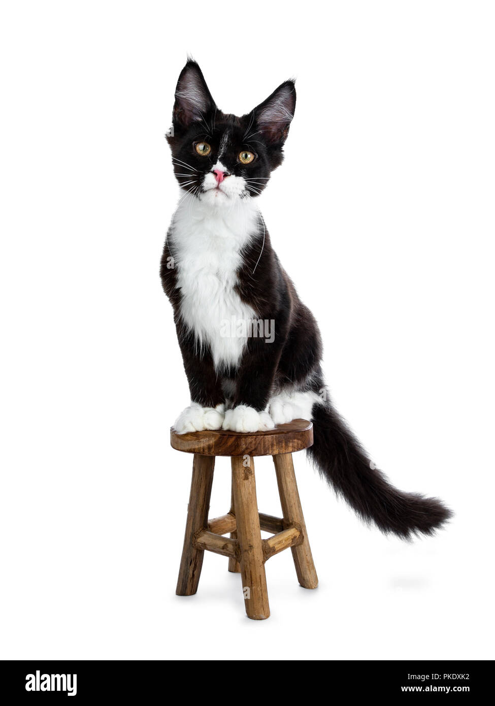 Super Cute Bat Cat Black And White Young Maine Coon Cat Kitten