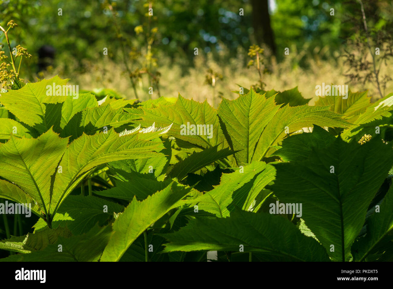 Large green leaves in the sun Stock Photo
