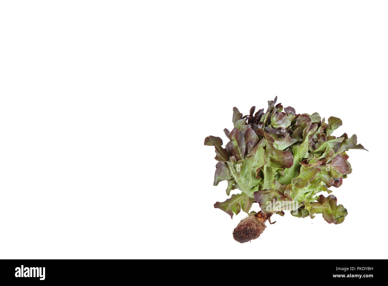 Growing oak leaf lettuce Cut Out Stock Images & Pictures Alamy