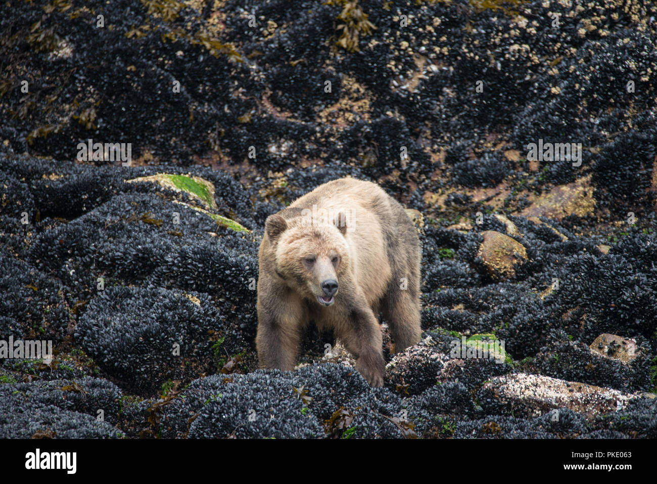 Grizzly bear vector hi-res stock photography and images - Alamy