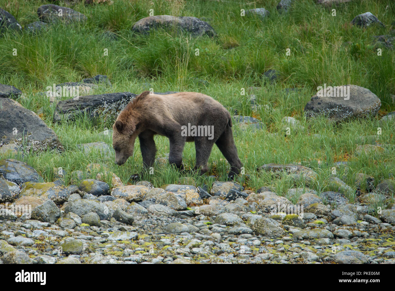 Grizzly Bear, Glendale Cove, BC Stock Photo