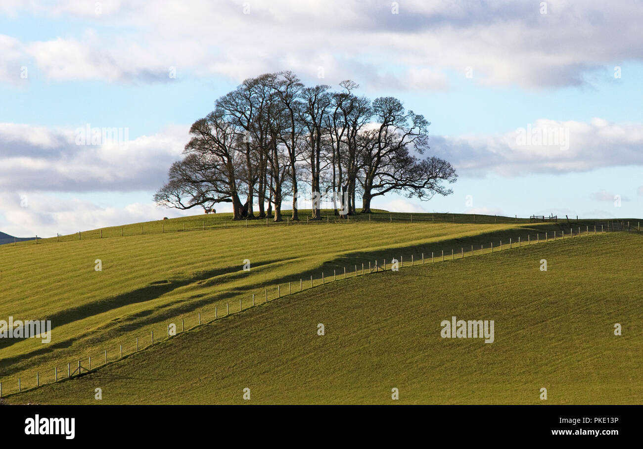 Stand of trees on Teenley Hill (Church Lane) in countryside near Wigglesworth village, Ribble Valley, Craven district, North Yorkshire, England, UK. Stock Photo