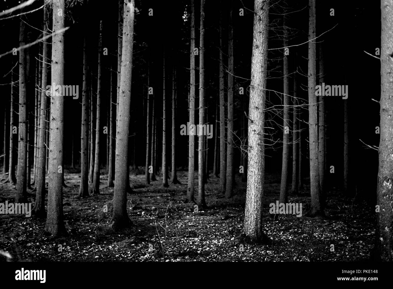 The forest of Rossart, near Bertrix (Belgium, 13/11/2005) Stock Photo