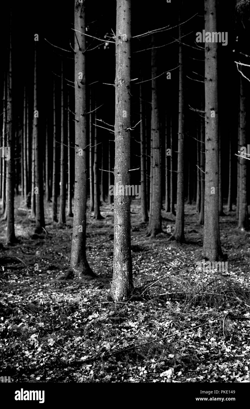 The forest of Rossart, near Bertrix (Belgium, 13/11/2005) Stock Photo