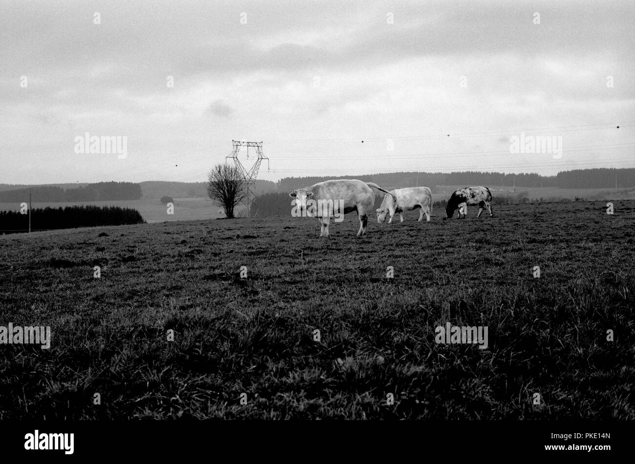 Cows in the fields around Rossart, near Bertrix (Belgium, 13/11/2005) Stock Photo