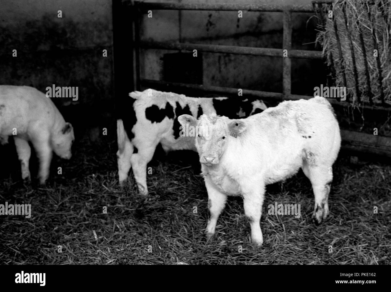 Cows in the fields around Rossart, near Bertrix (Belgium, 12/11/2005) Stock Photo