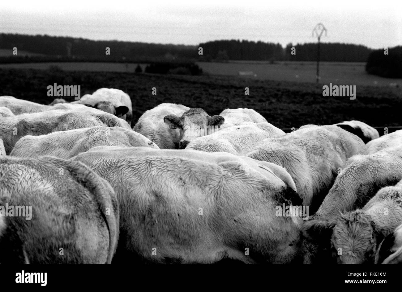 Cows in the fields around Rossart, near Bertrix (Belgium, 12/11/2005) Stock Photo
