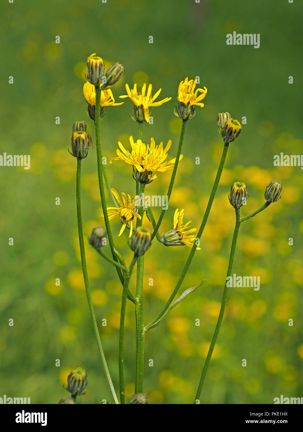 yellow flowers of Marsh Hawksbeard (Crepis paludosa) in wildflower meadows in the Ariege Pyrennees, France Stock Photo