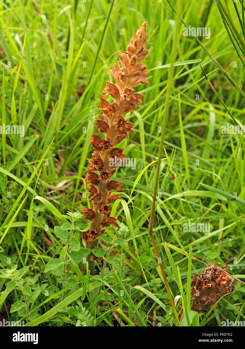 dried flowerspike of Greater Broomrape (Orobanche rapum-genistae) in wildflower meadow in the Ariege Pyrennees, France Stock Photo