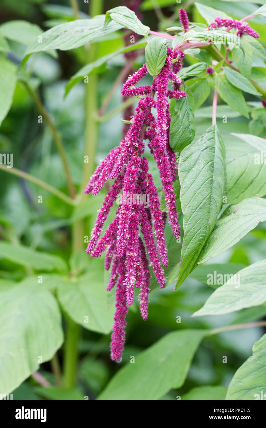 Amaranth flowering in a cottage garden in the uk. Stock Photo