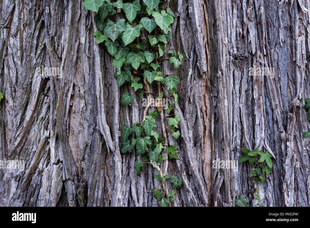 Berlin, Germany, September 08, 2018: Close-Up of Ivy Plant on Old Tree Stock Photo