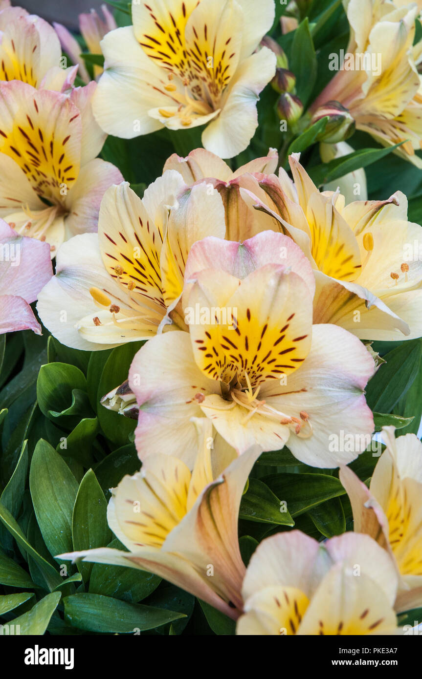 Inca Lily High Resolution Stock Photography And Images Alamy