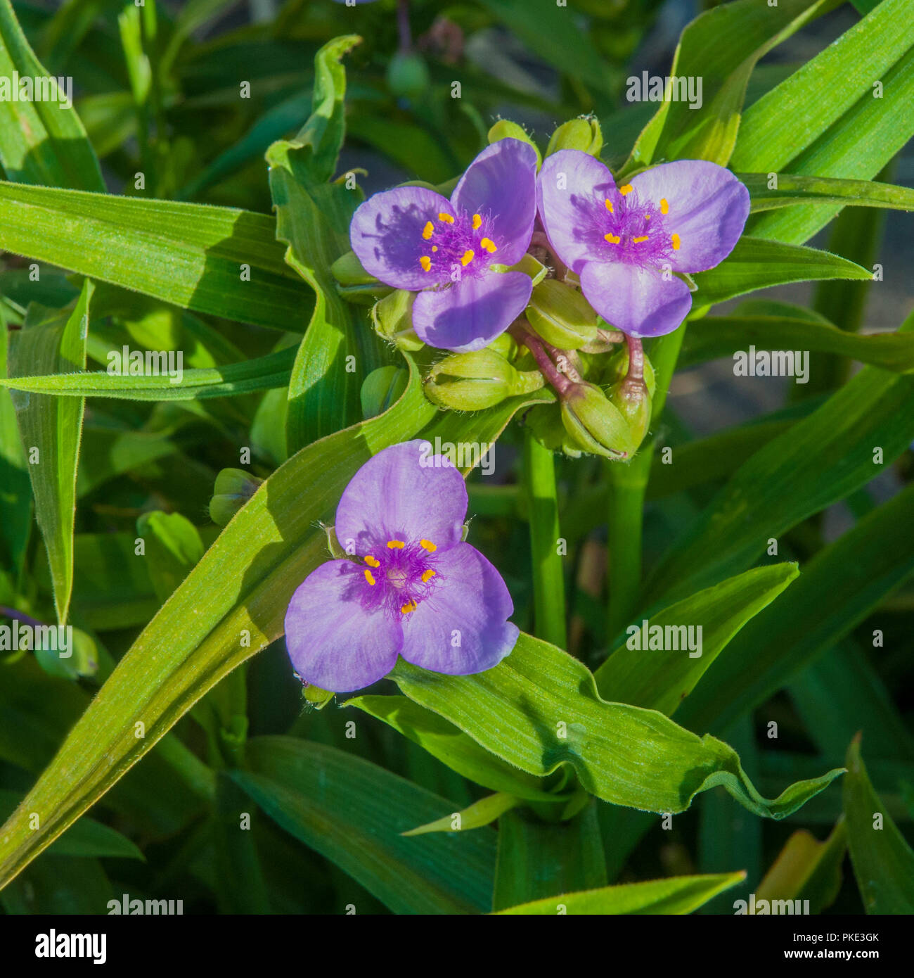 Tradescantia virginiana in a group of three flowers and buds.set against background of leaves. Stock Photo