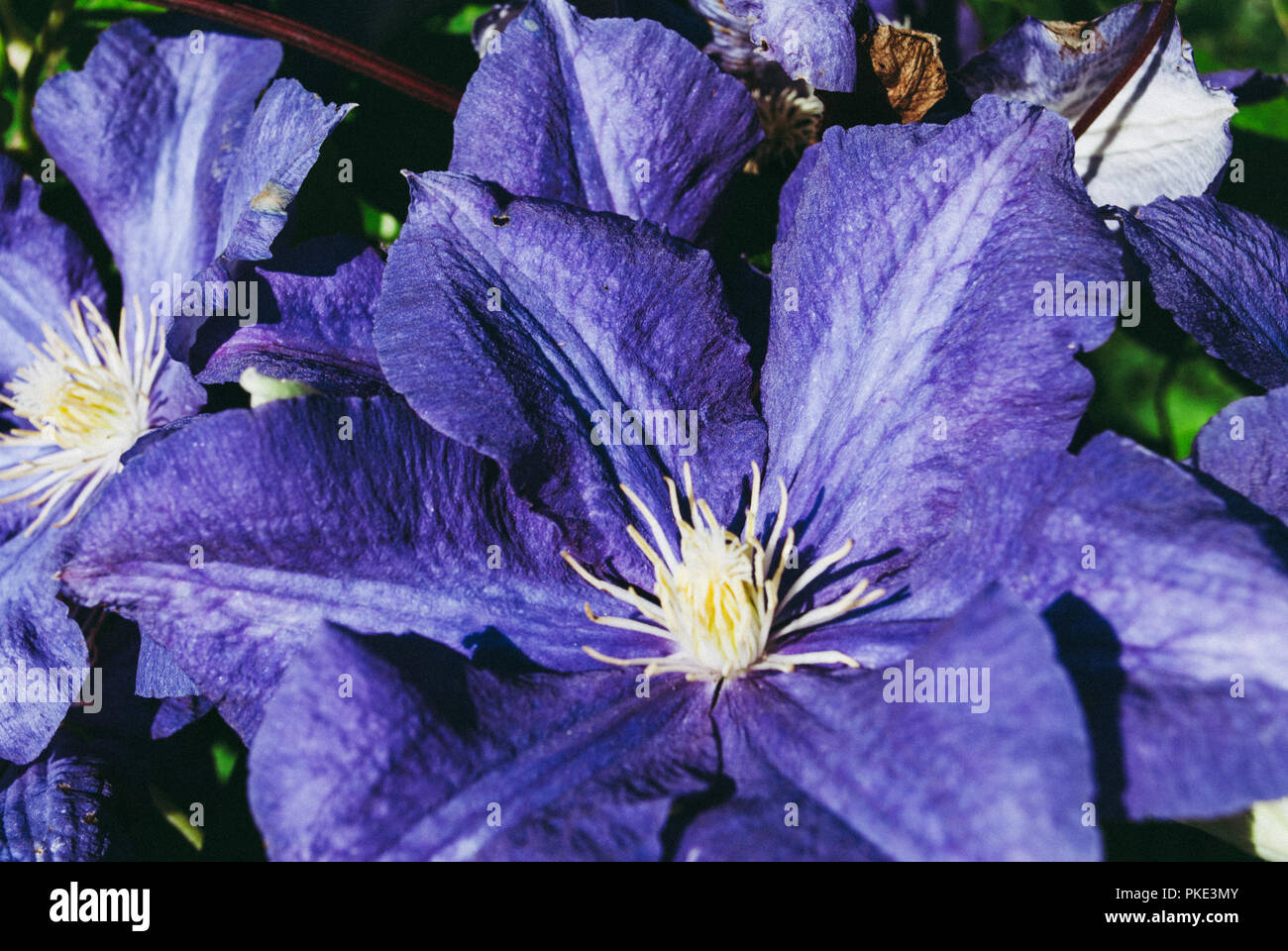 Blooms clematis blue-purple flowers. Clematis The President. Stock Photo