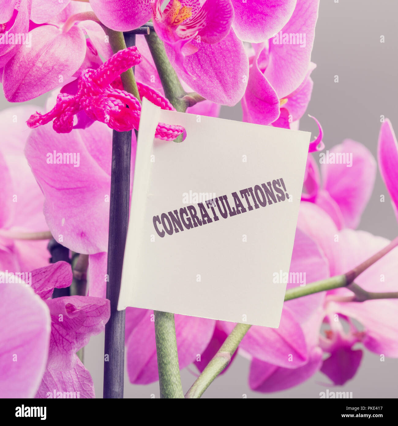 Congratulations note with a floral bouquet of luxury fresh pink ...