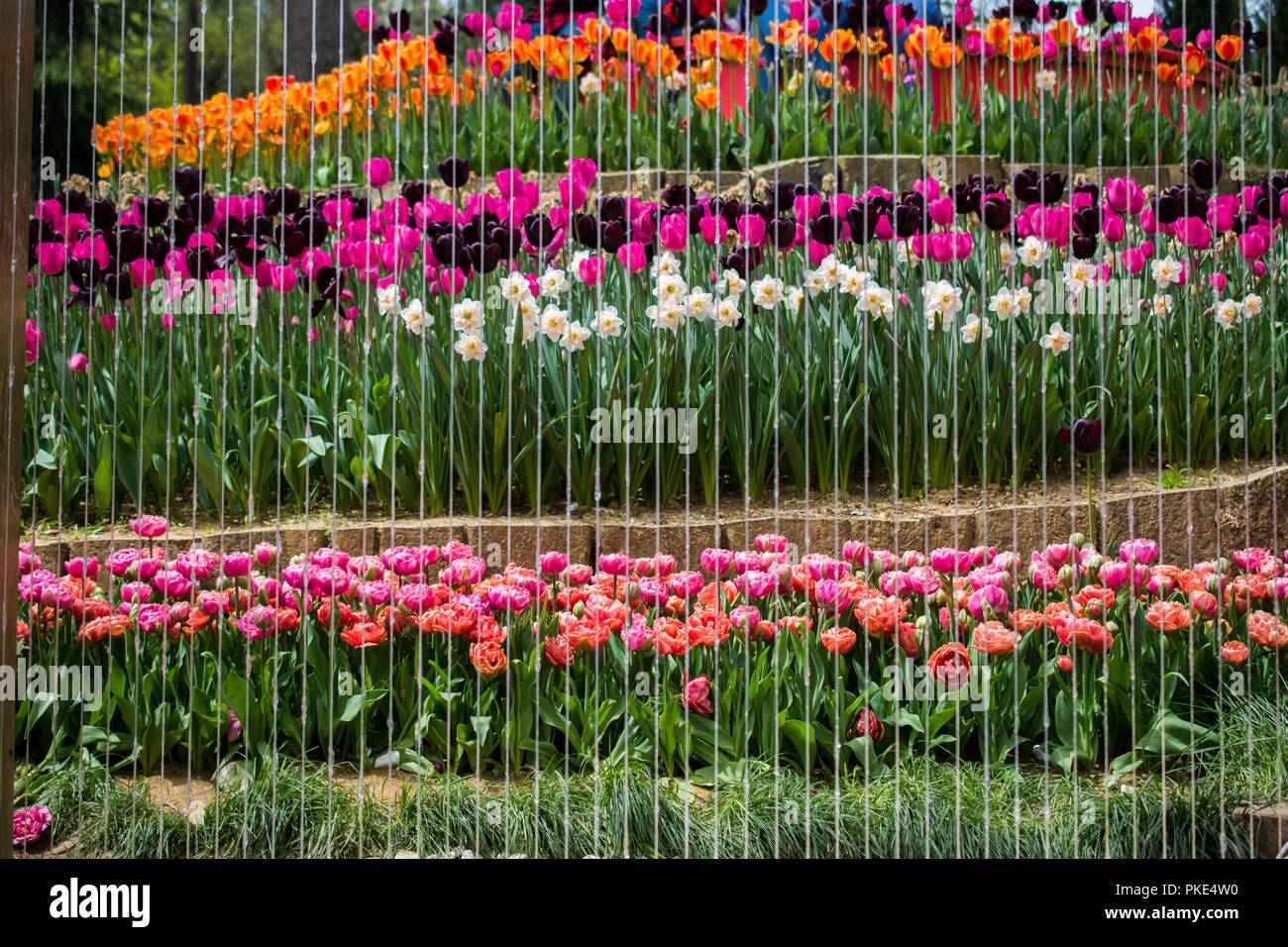 Colorful tulip flowers bloom in the spring garden Stock Photo - Alamy
