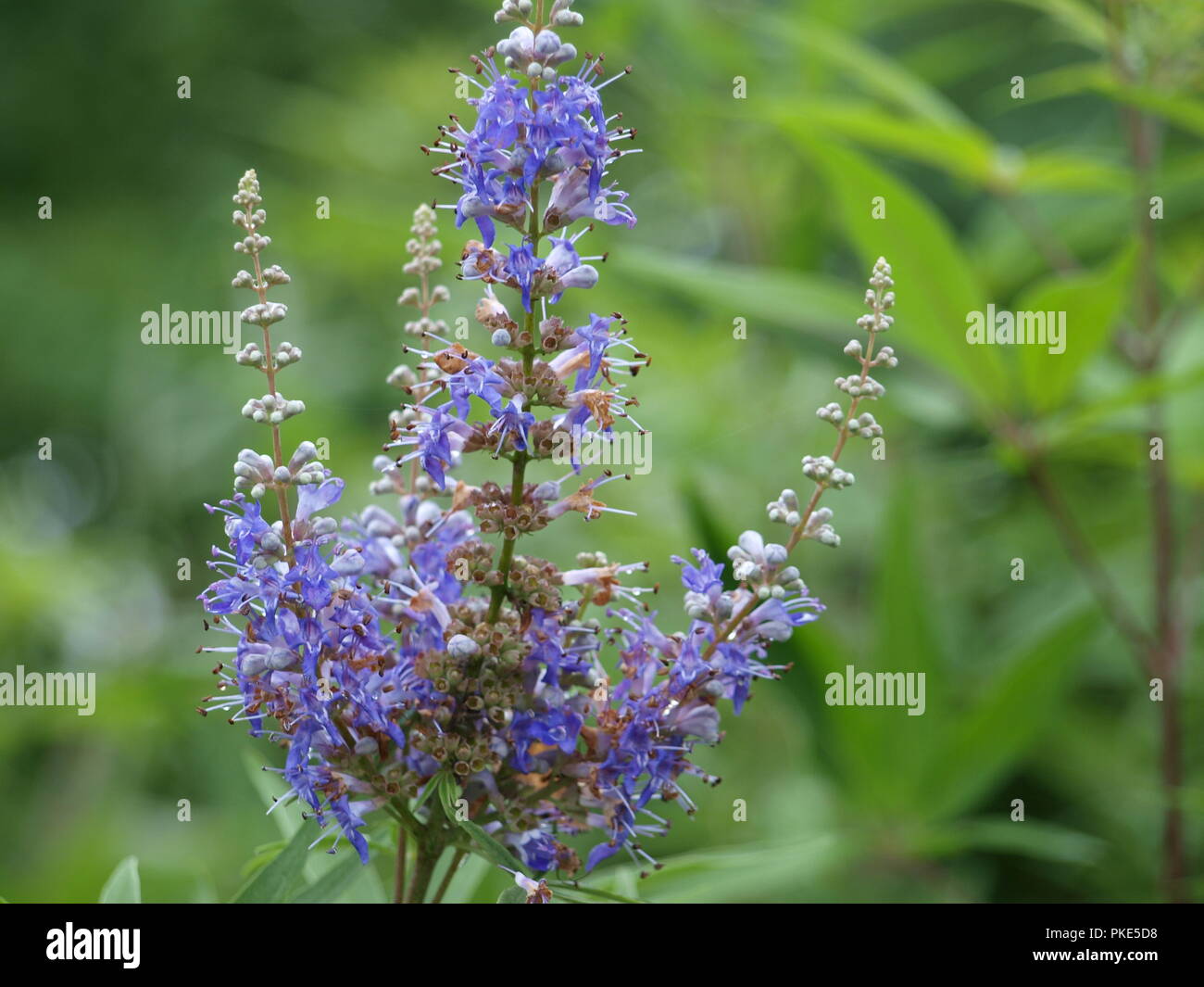 Acres of wildflowers hi-res stock photography and images - Alamy