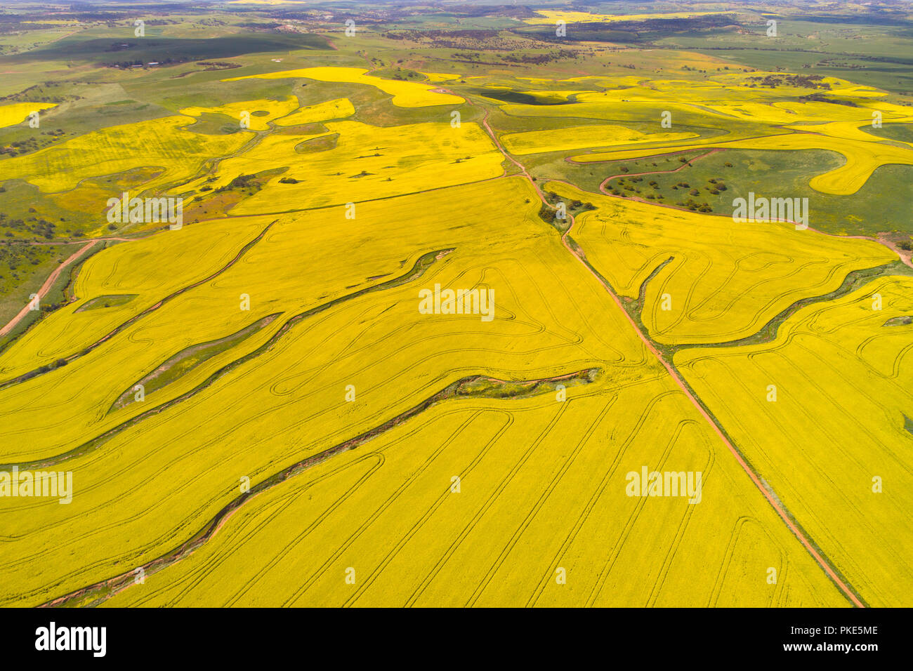 Aerial view canola fields canola hires stock photography and images Alamy